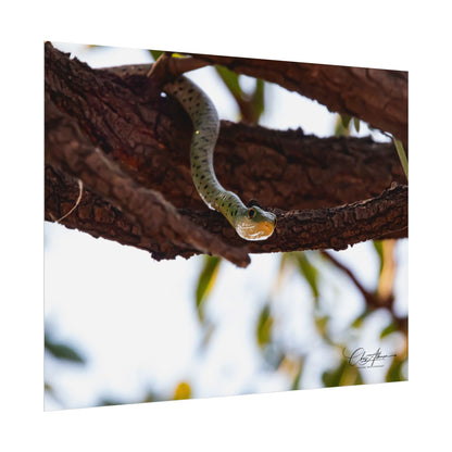 Rolled Posters - Spotted Bush Snake