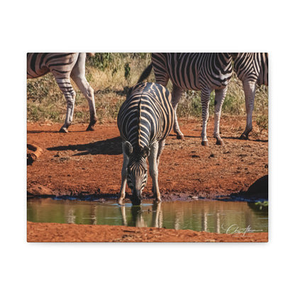 Matte Canvas, Stretched, 1.25" - Zebra at Waterhole