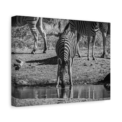 Zebra Nature Print Canvas Print B&W