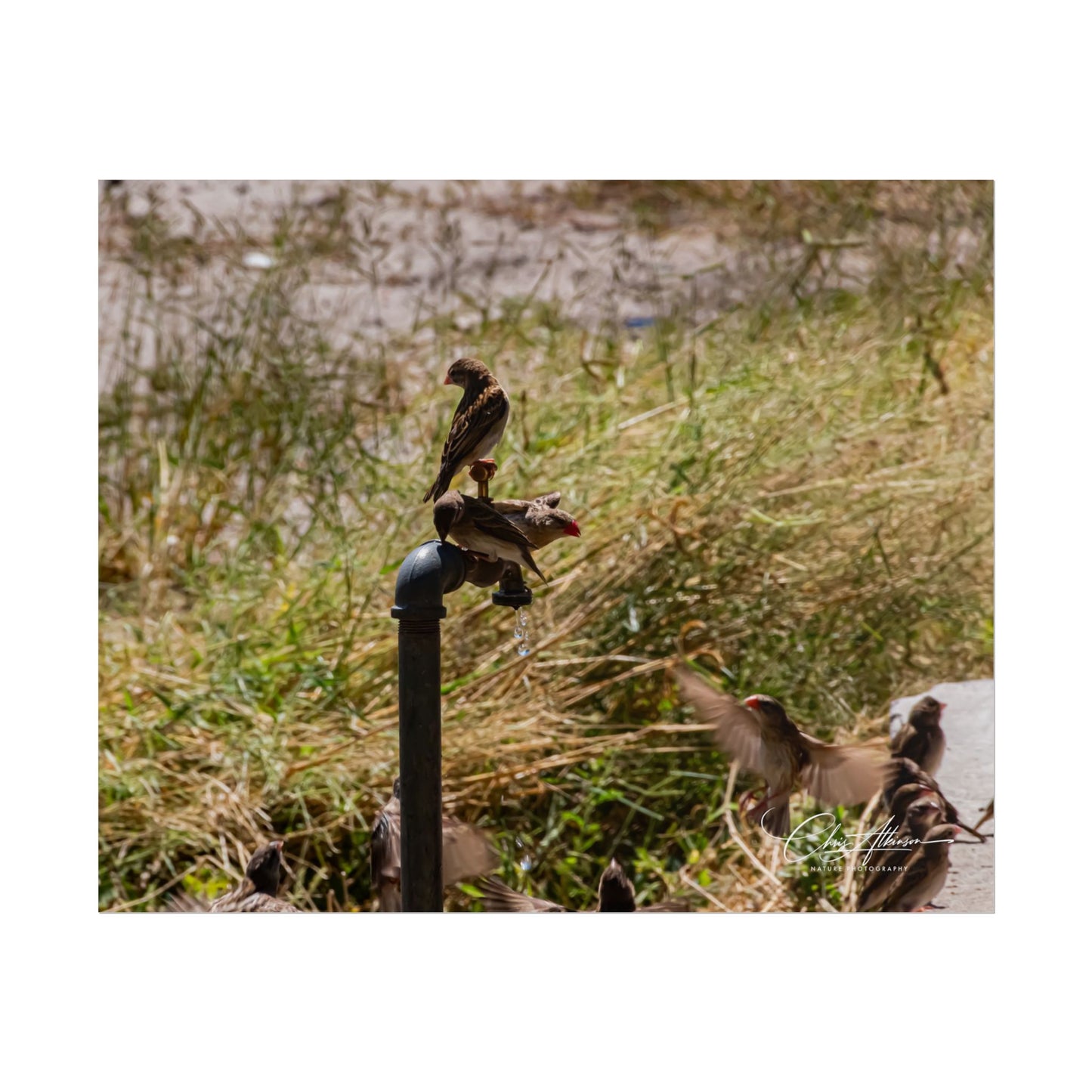 Rolled Posters - Birds and Dripping Tap