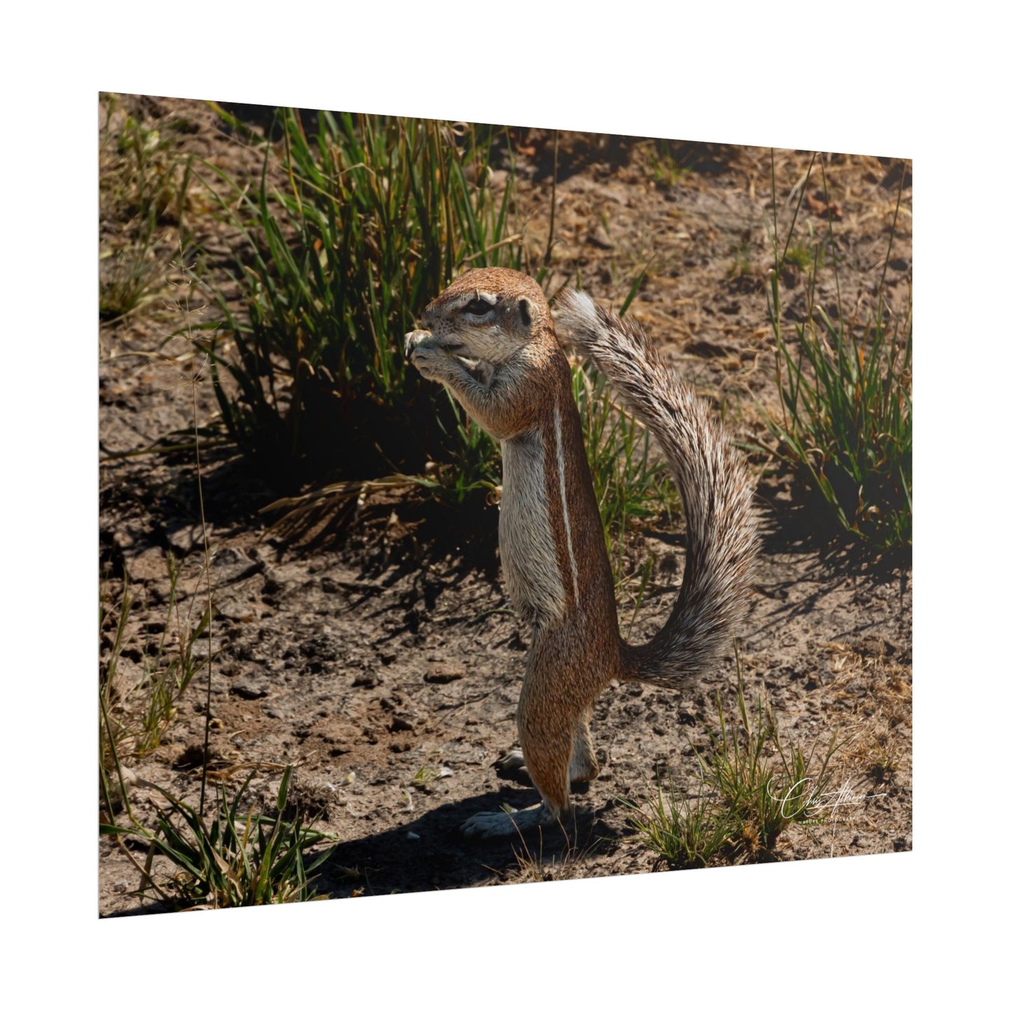 Rolled Posters - Ground Squirrel