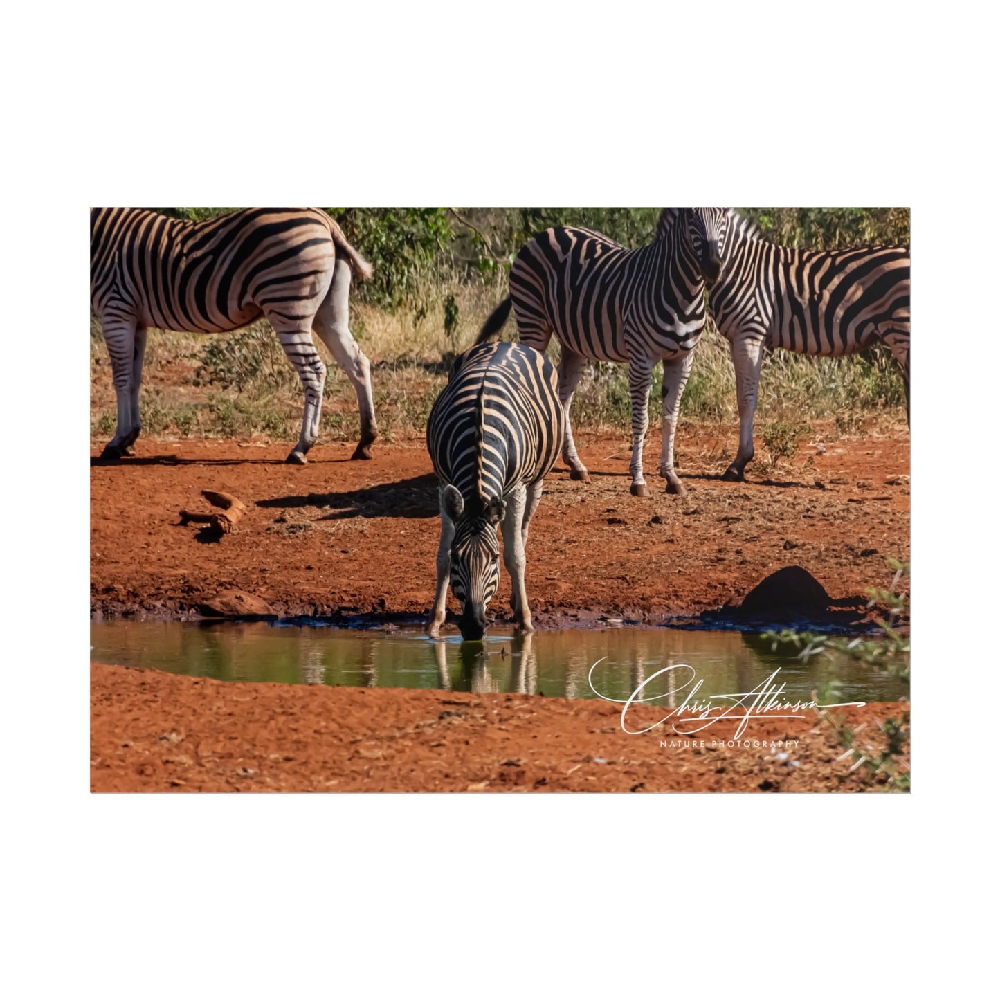 Rolled Posters - Zebra at Waterhole