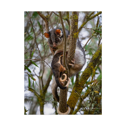 Rolled Posters - Possum and Joey