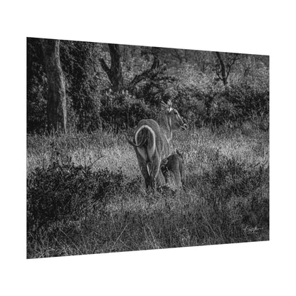 Waterbuck Baby Animal Posters B&W