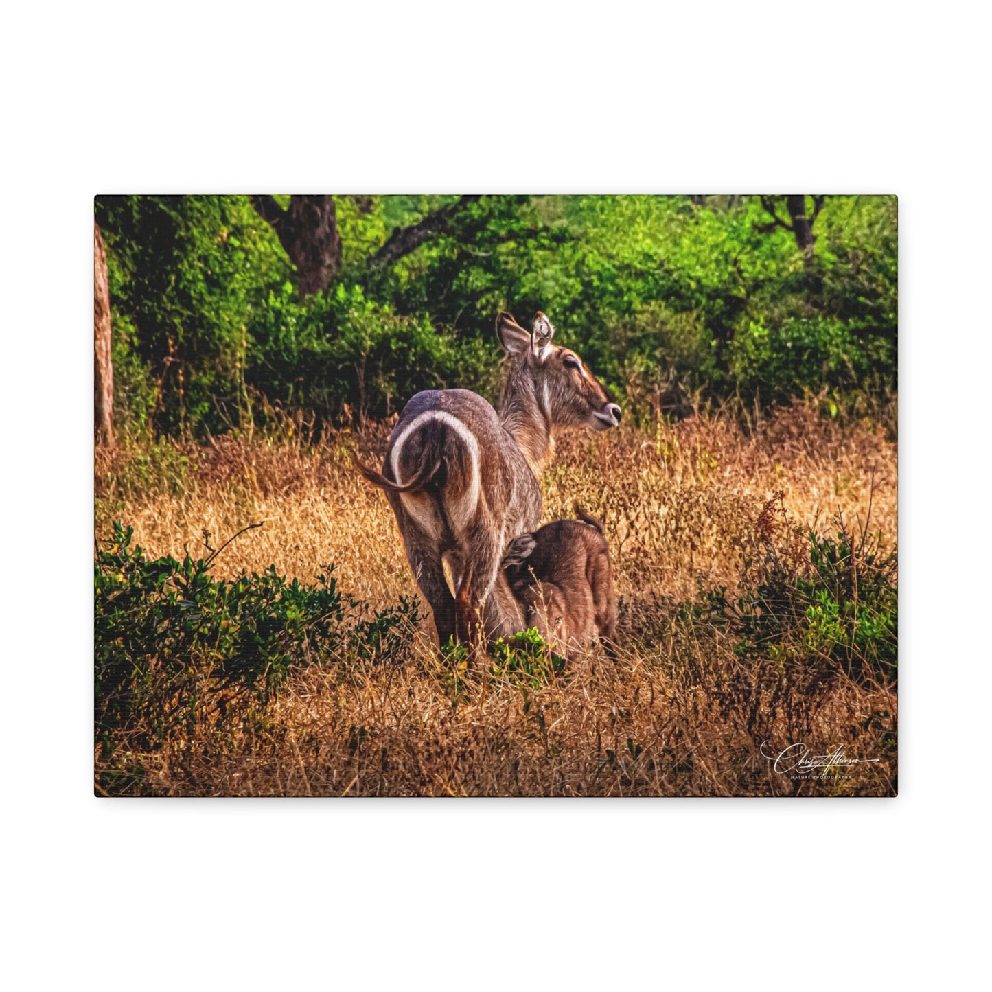 Waterbuck Nature Prints Matte Canvas 16″ x 12″ (Horizontal) 1.25"