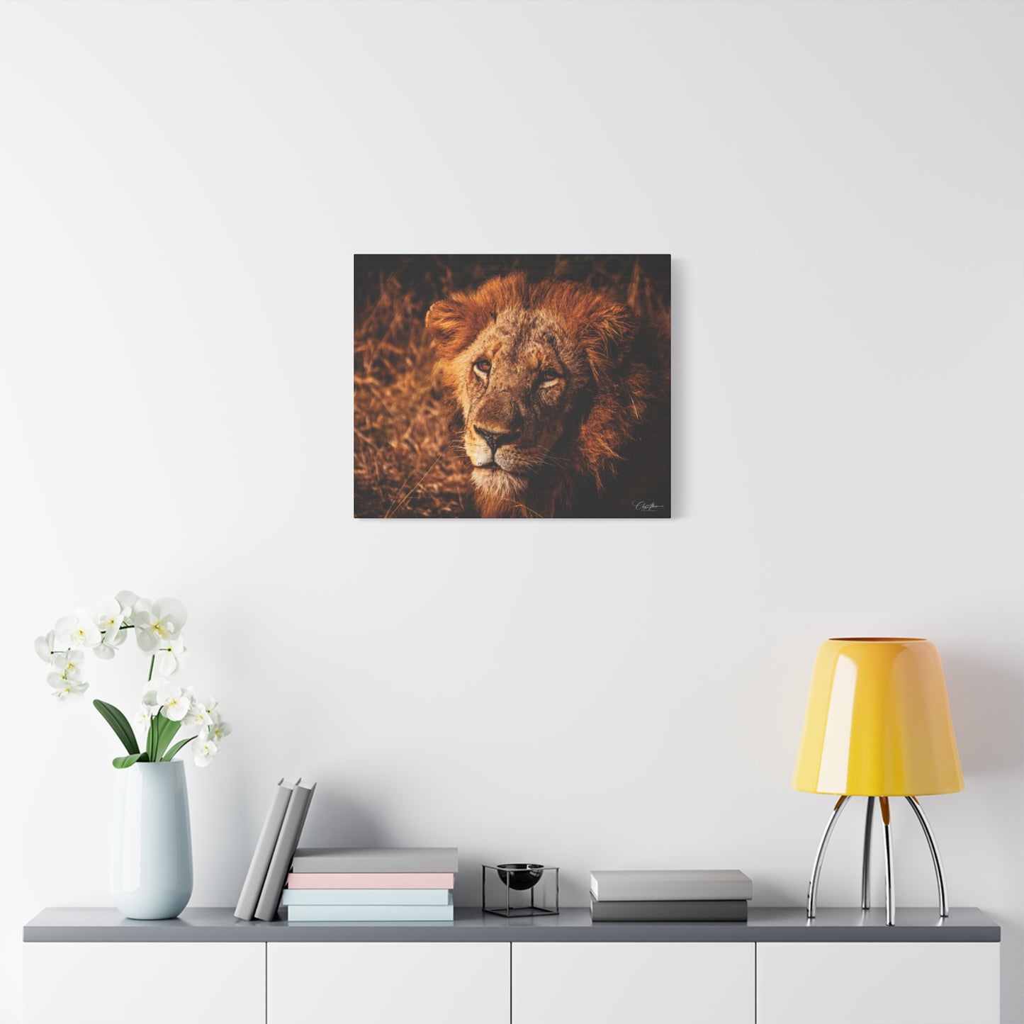 Old Lion Canvas Print