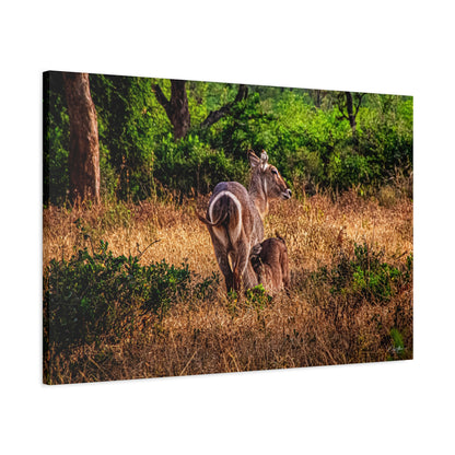 Waterbuck Nature Prints Matte Canvas