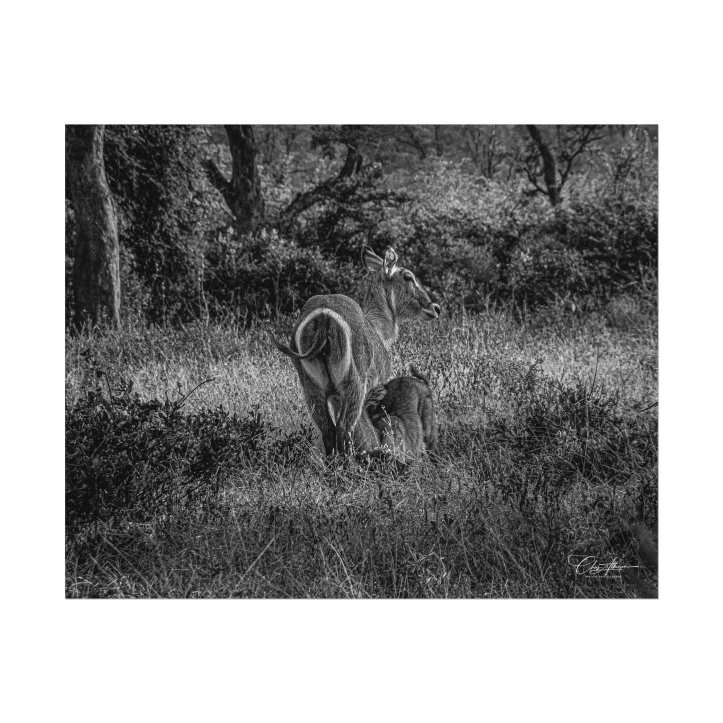 Waterbuck Baby Animal Posters B&W