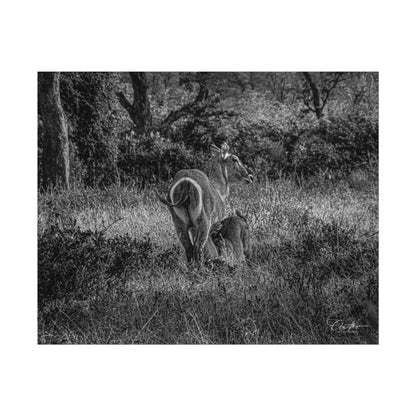 Waterbuck Baby Animal Posters B&W