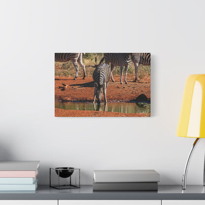 Matte Canvas, Stretched, 1.25" - Zebra at Waterhole