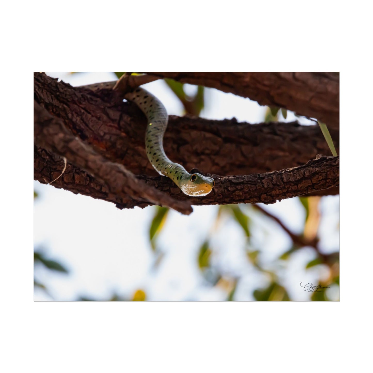 Rolled Posters - Spotted Bush Snake