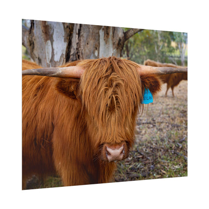 Rolled Posters - Scottish Highland Cattle