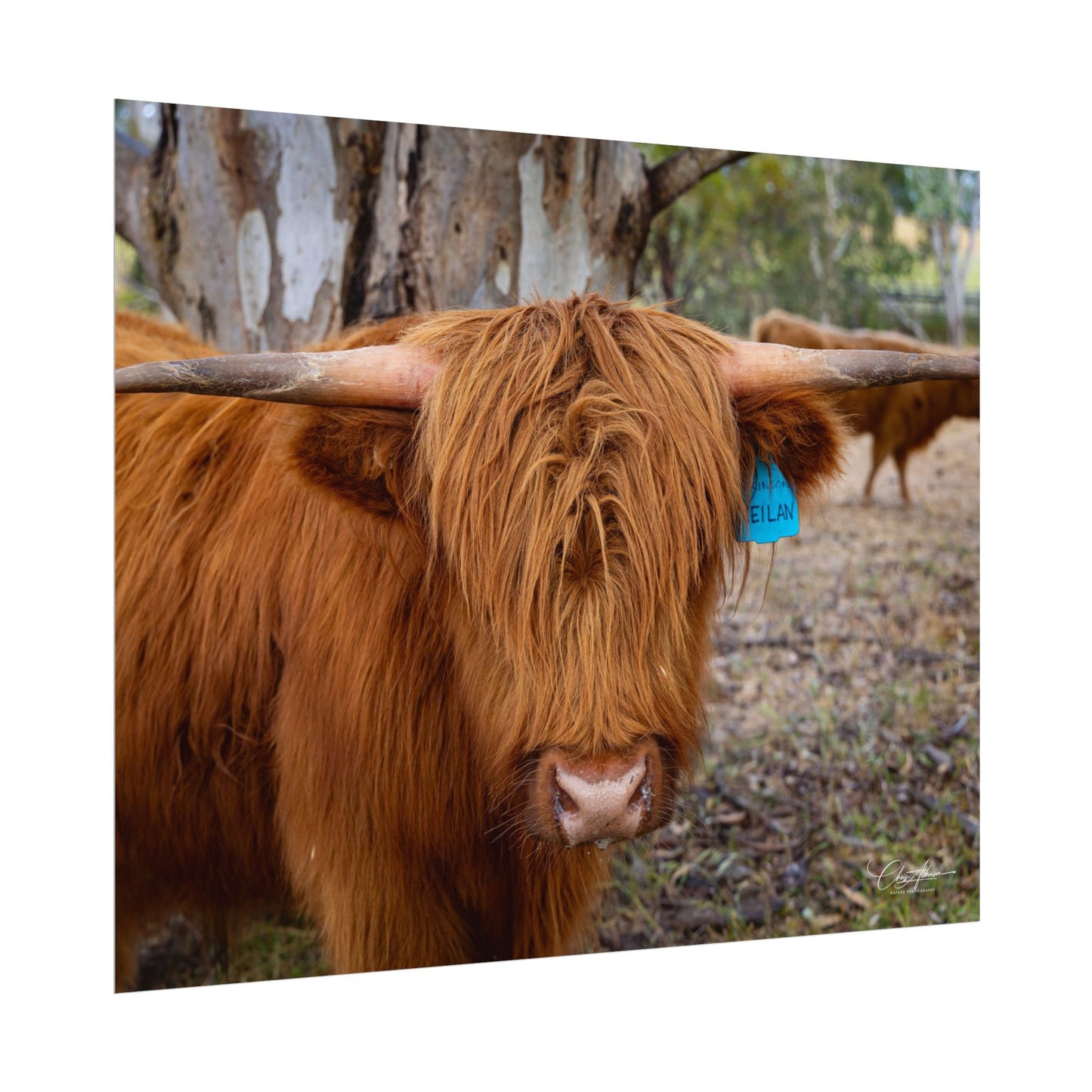 Rolled Posters - Scottish Highland Cattle