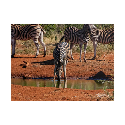 Rolled Posters - Zebra at Waterhole