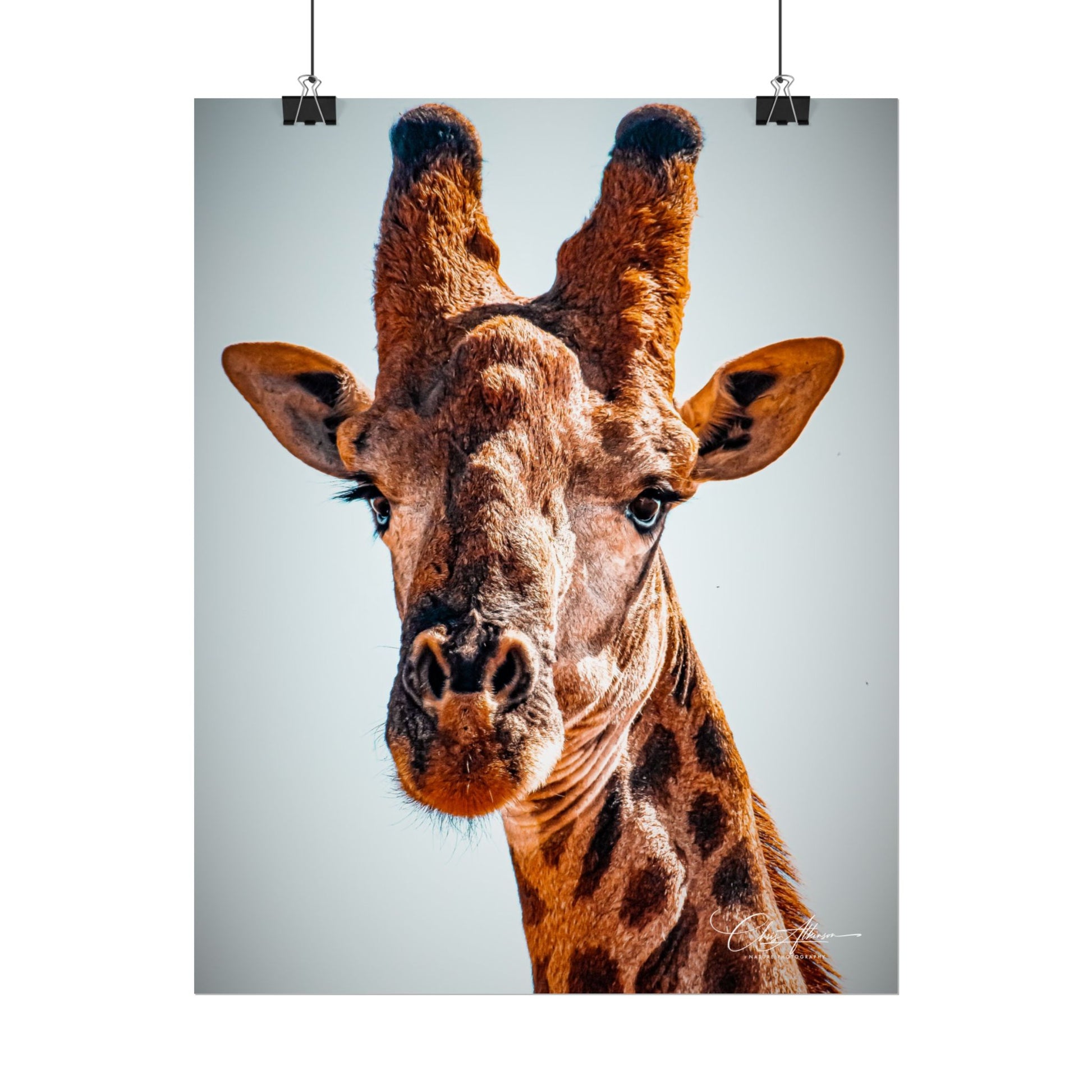 Portrait of Giraffe Poster