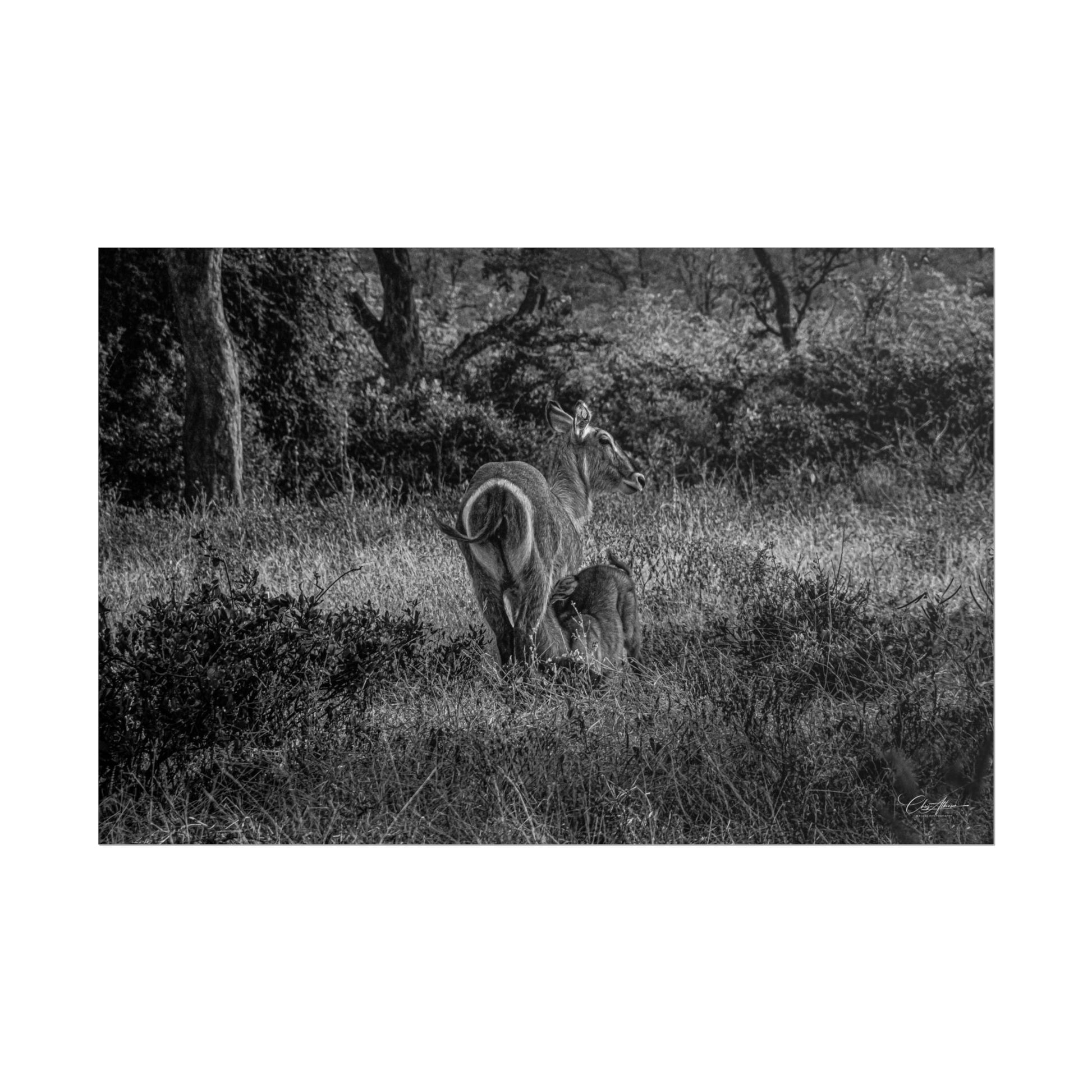 Waterbuck Baby Animal Posters B&W