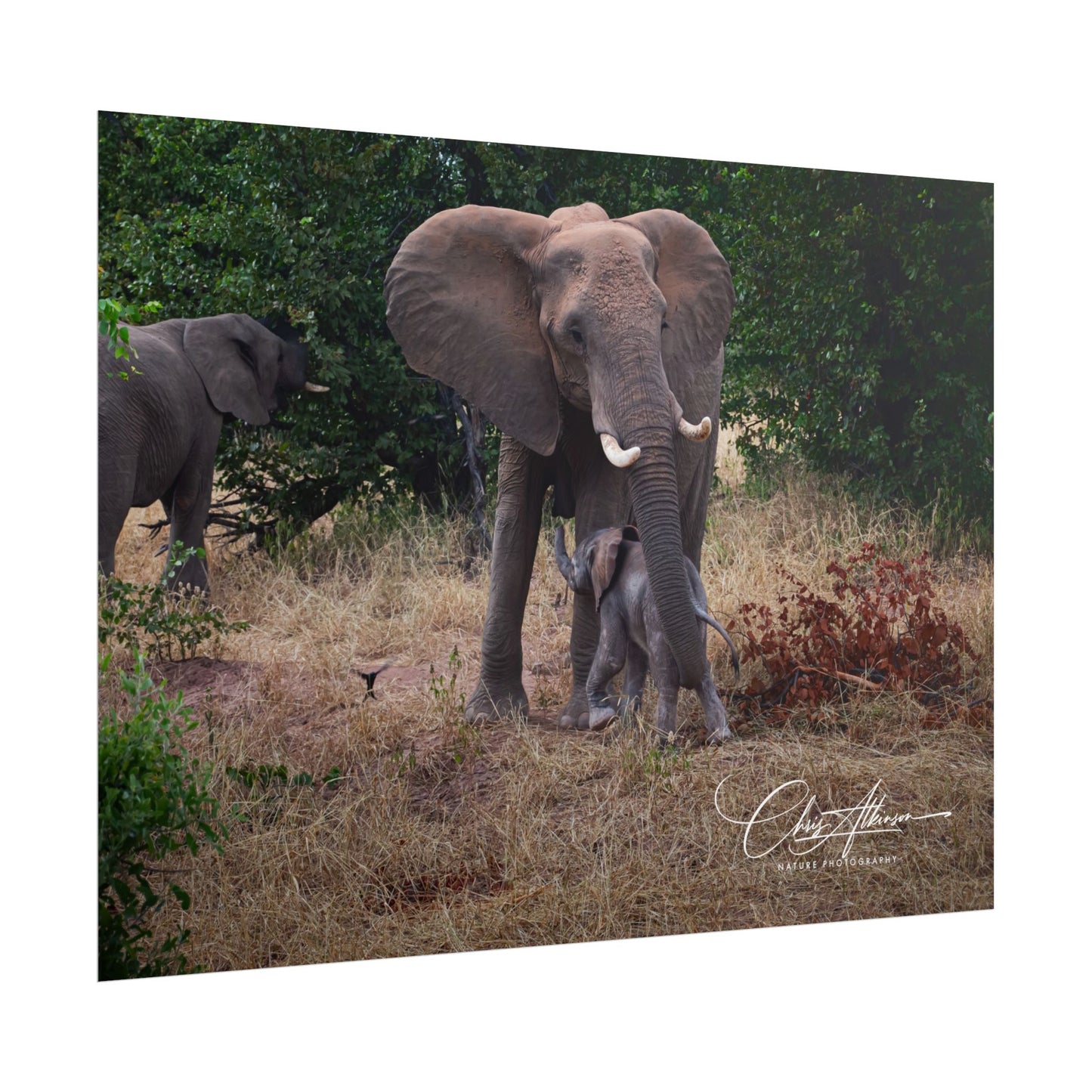 Rolled Posters - Elephant and Baby