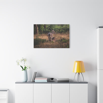 Matte Canvas, Stretched, 1.25" - Waterbuck and Baby