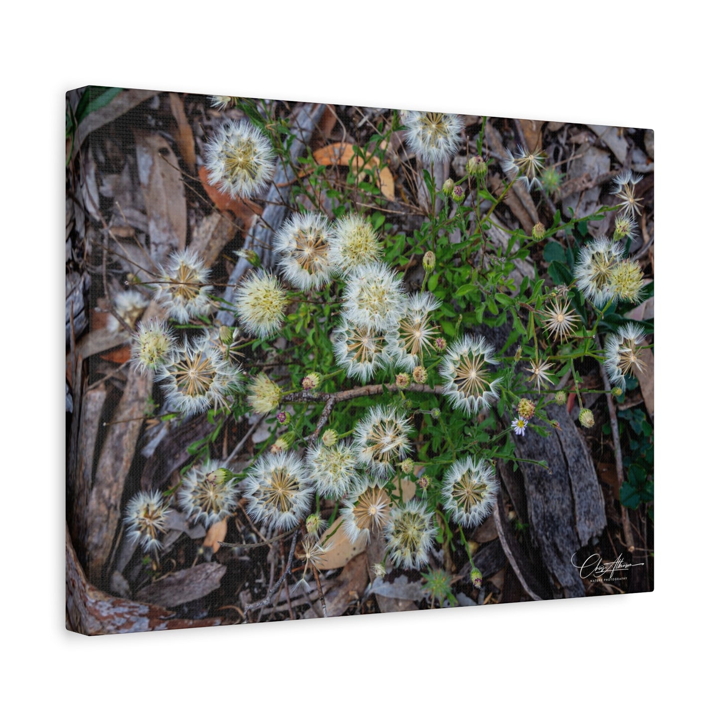 Matte Canvas, Stretched, 1.25" - Australian Wildflower Collection