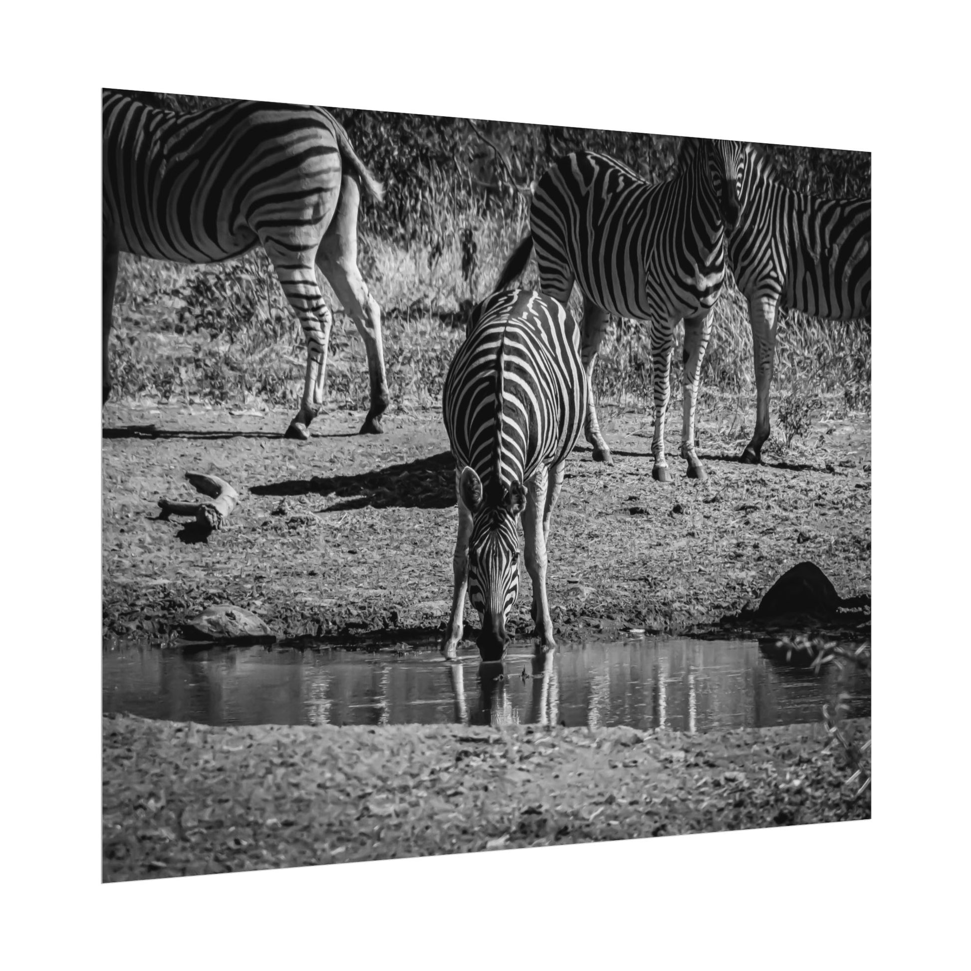 Rolled Posters - Zebra at Waterhole B&W