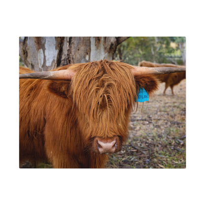 Jigsaw Puzzle (30, 110, 252, 500, 1000 Piece) - Scottish Highland Cattle