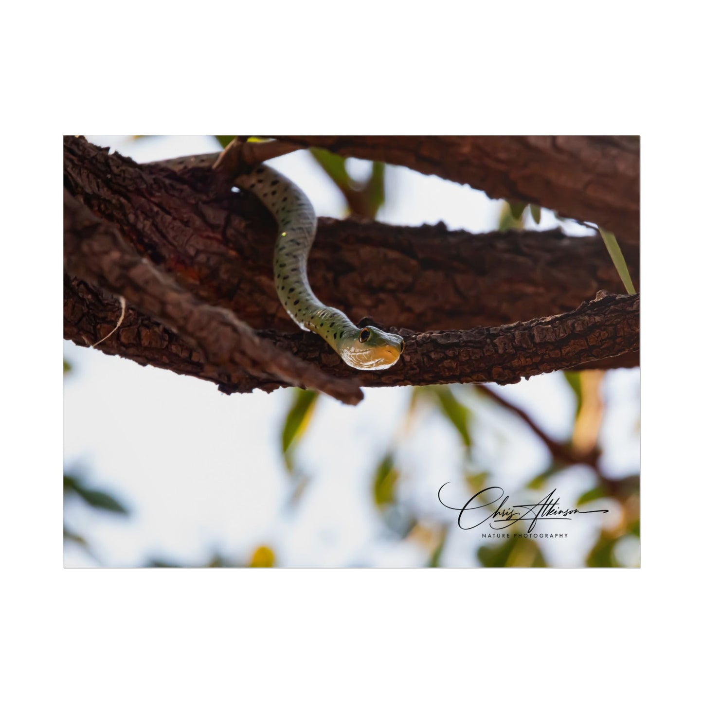 Rolled Posters - Spotted Bush Snake