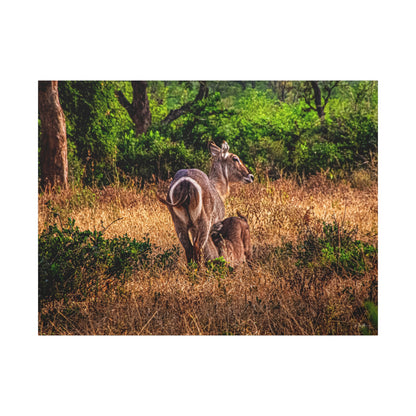 Waterbuck Nature Prints Matte Canvas 48" x 36" (Horizontal) 1.25"