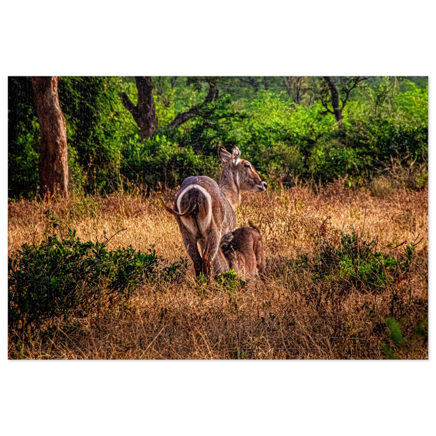 Waterbuck Photo Jigsaw Puzzle with Tin 30" × 20" (1000 pcs)