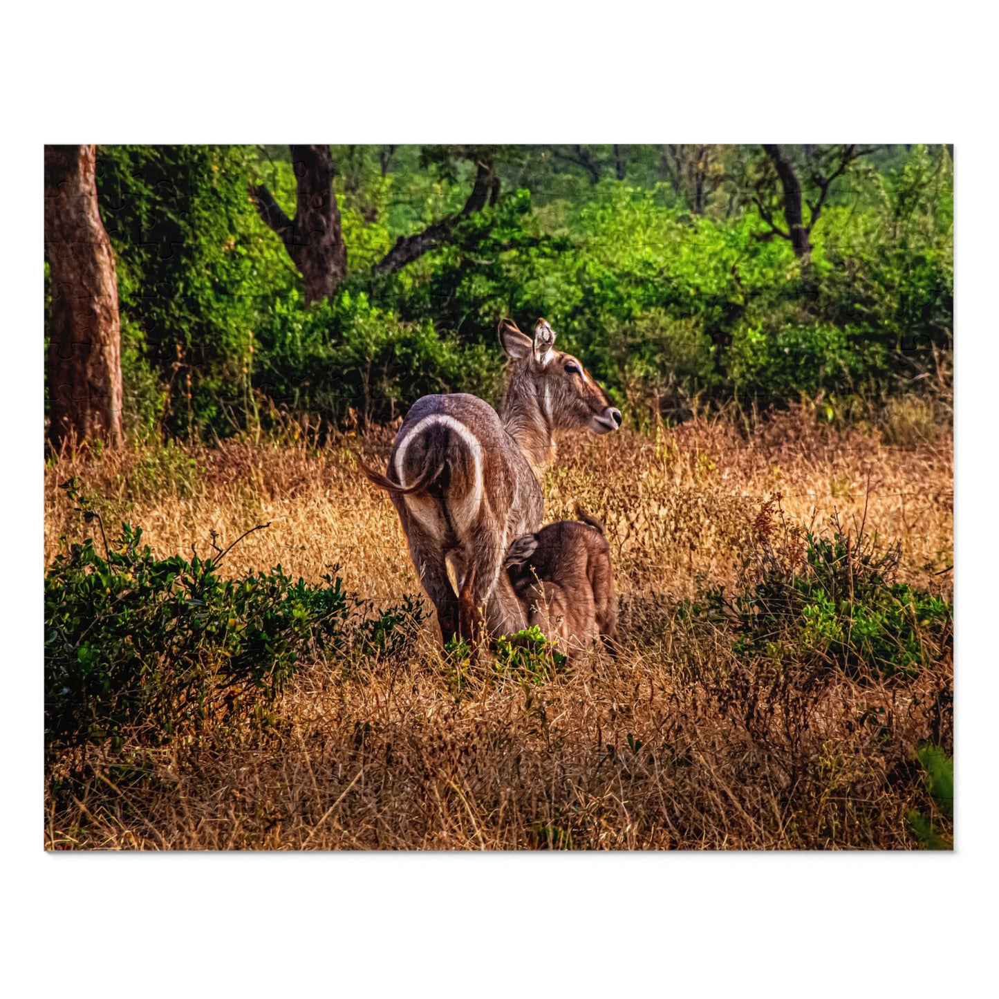 Waterbuck Photo Jigsaw Puzzle with Tin