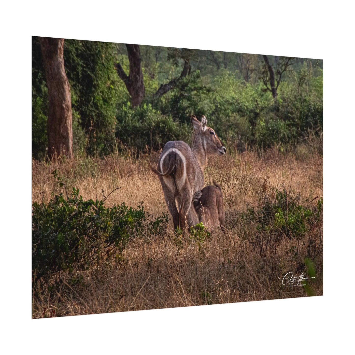 Rolled Posters - Waterbuck and Baby