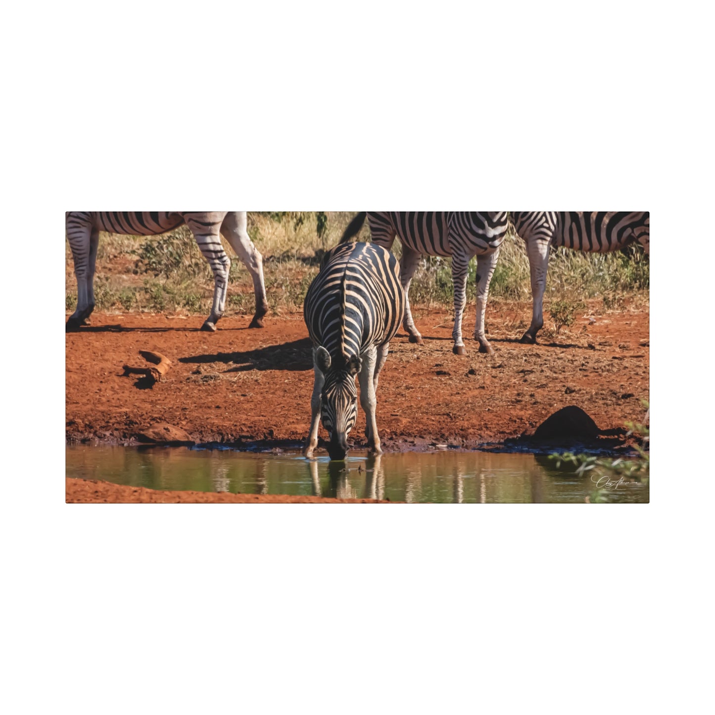 Matte Canvas, Stretched, 1.25" - Zebra at Waterhole