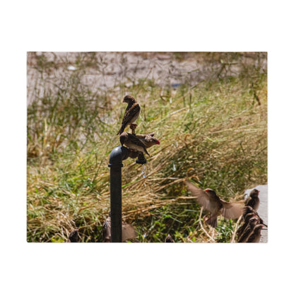 African Birds Jigsaw Puzzle with Tin 10" × 8" (30 pcs)