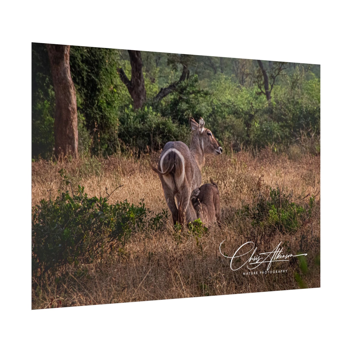 Rolled Posters - Waterbuck and Baby