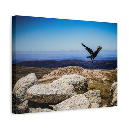 Little Raven Mt Kosciuszko Canvas Print