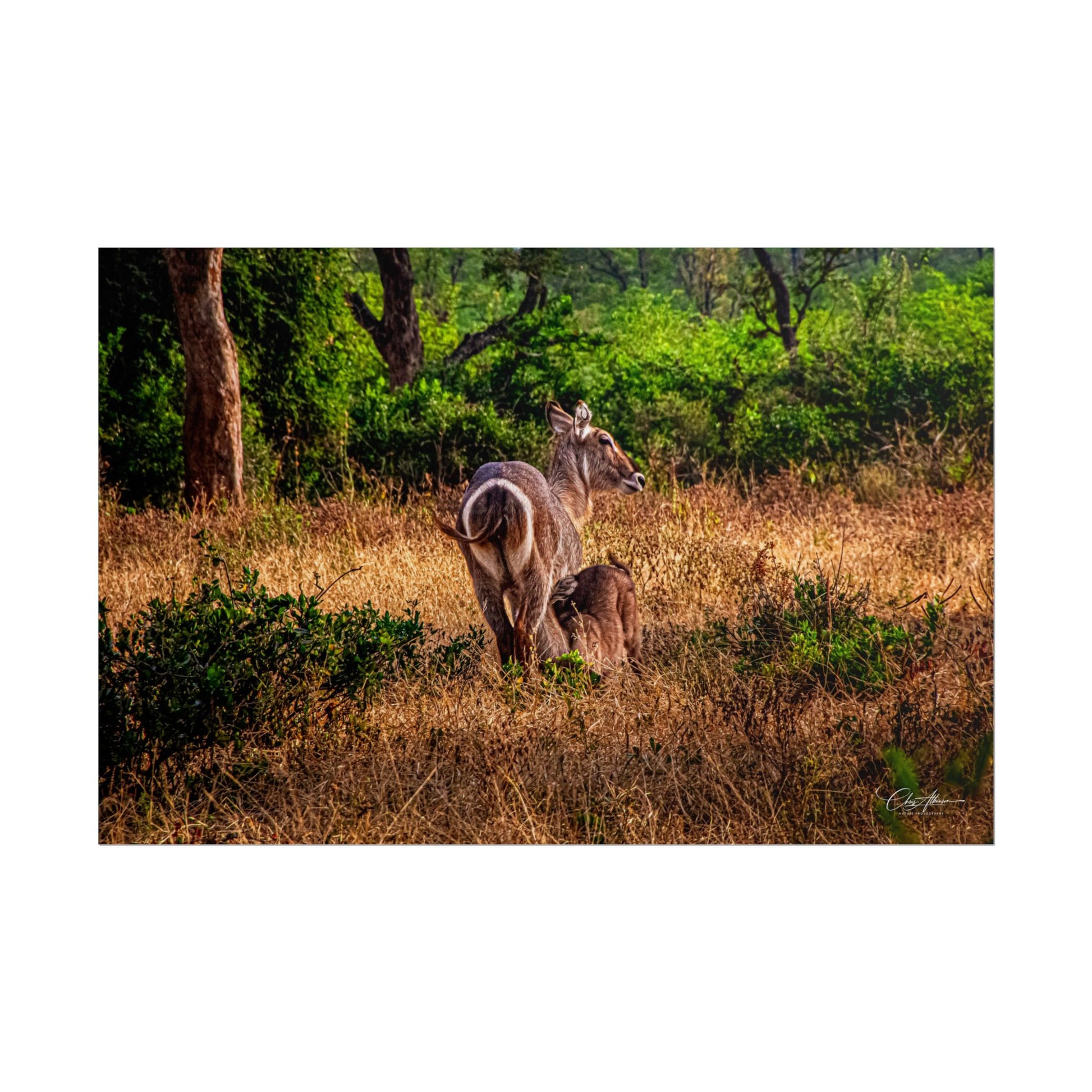 Rolled Posters - Waterbuck and Baby