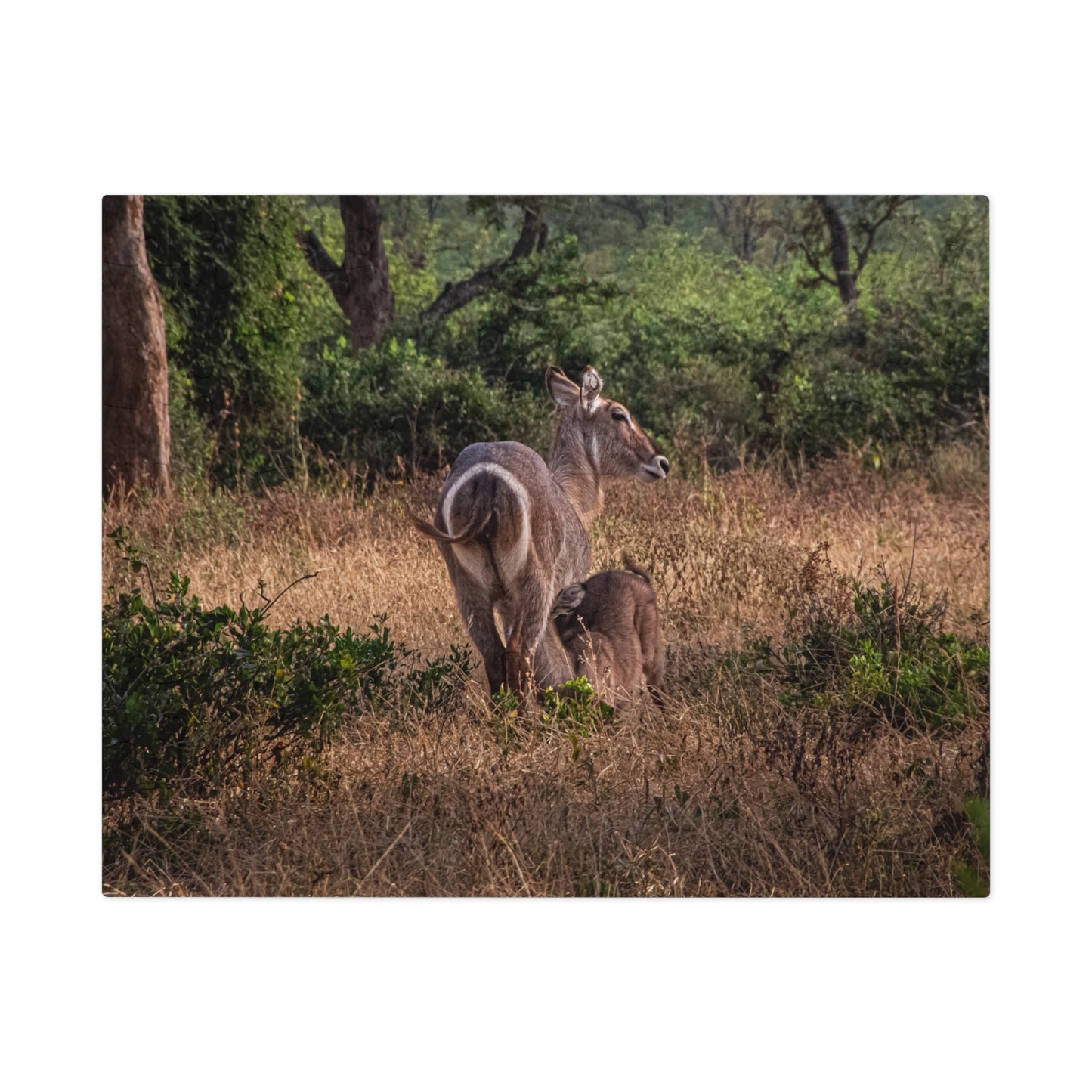 Jigsaw Puzzle (30, 110, 252, 500, 1000 Piece) - Waterbuck and Baby