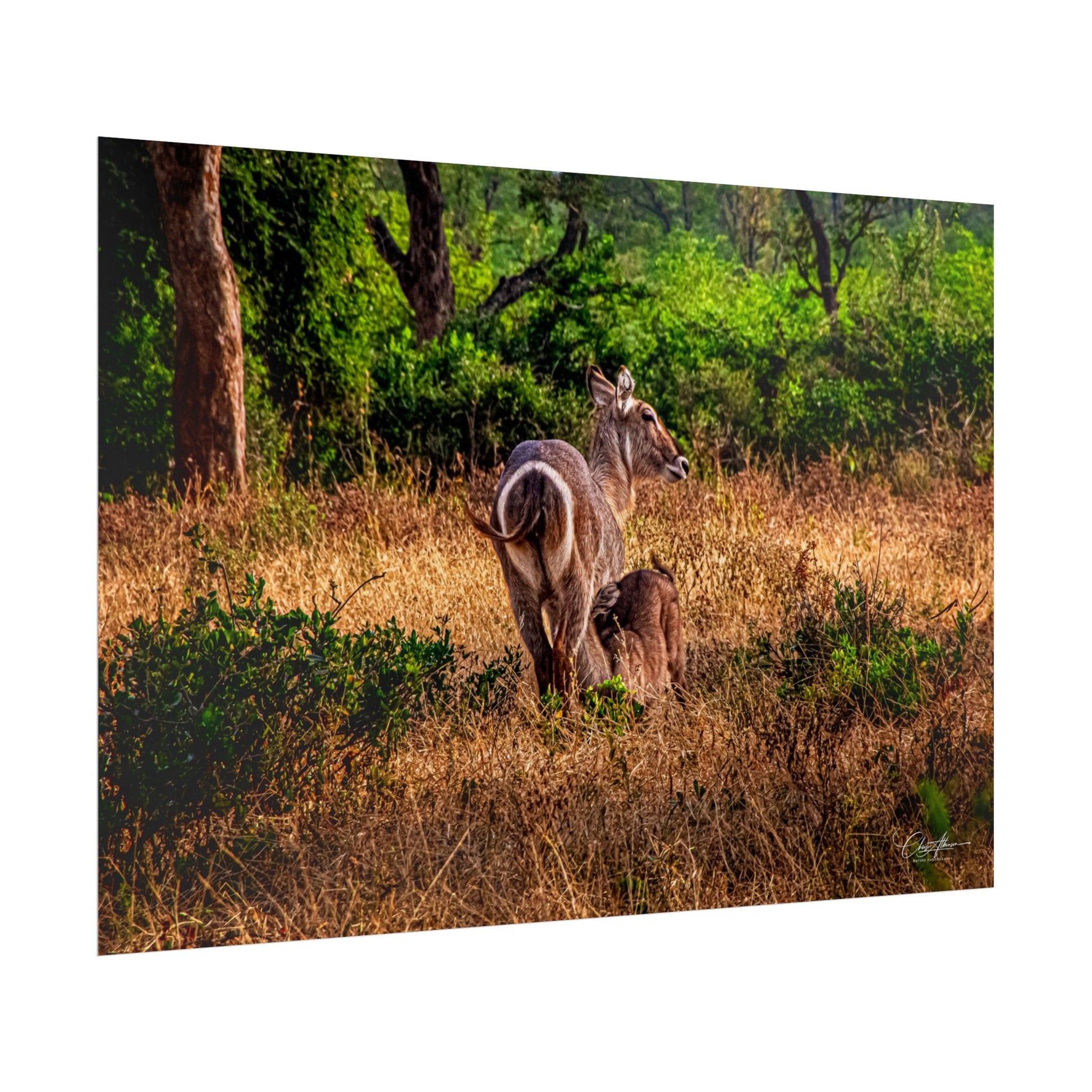 Rolled Posters - Waterbuck and Baby