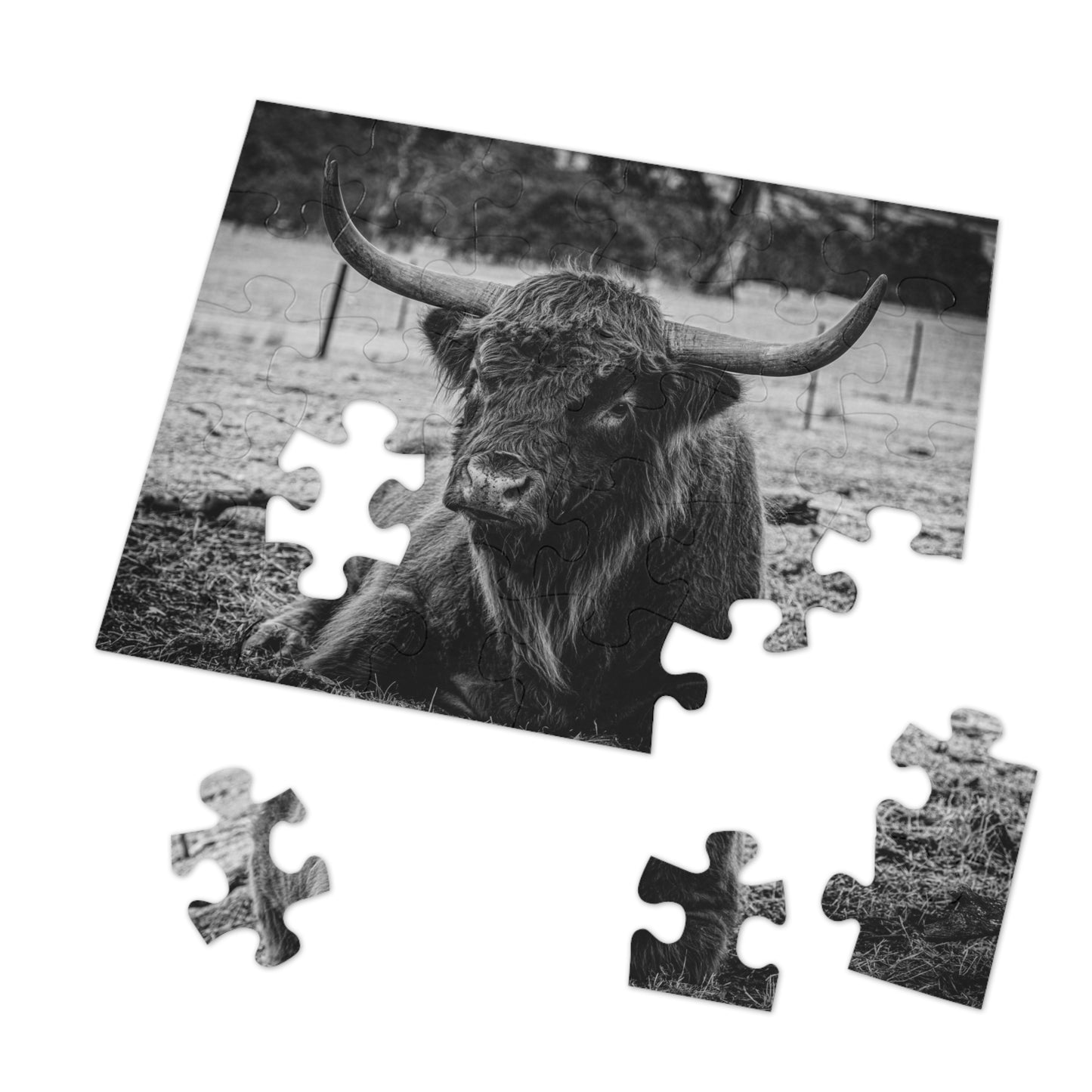 Scottish Highland Cattle Puzzle with Tin B&W