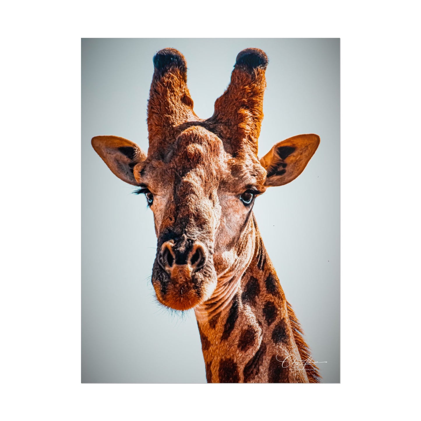 Portrait of Giraffe Poster 12" x 16" (Vertical) Matte