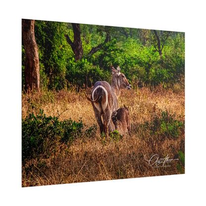 Rolled Posters - Waterbuck and Baby