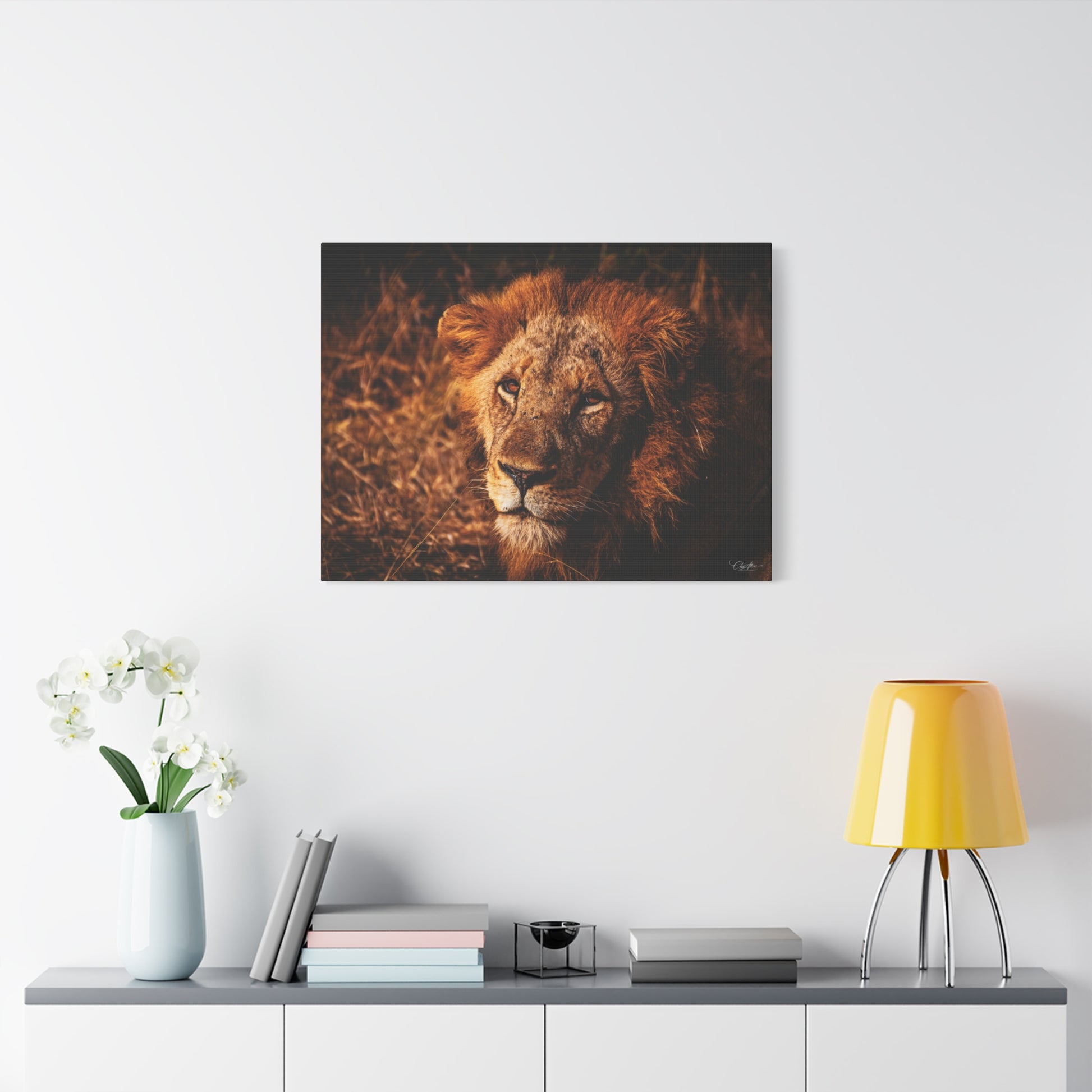 Old Lion Canvas Print