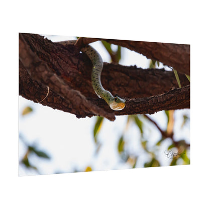 Rolled Posters - Spotted Bush Snake