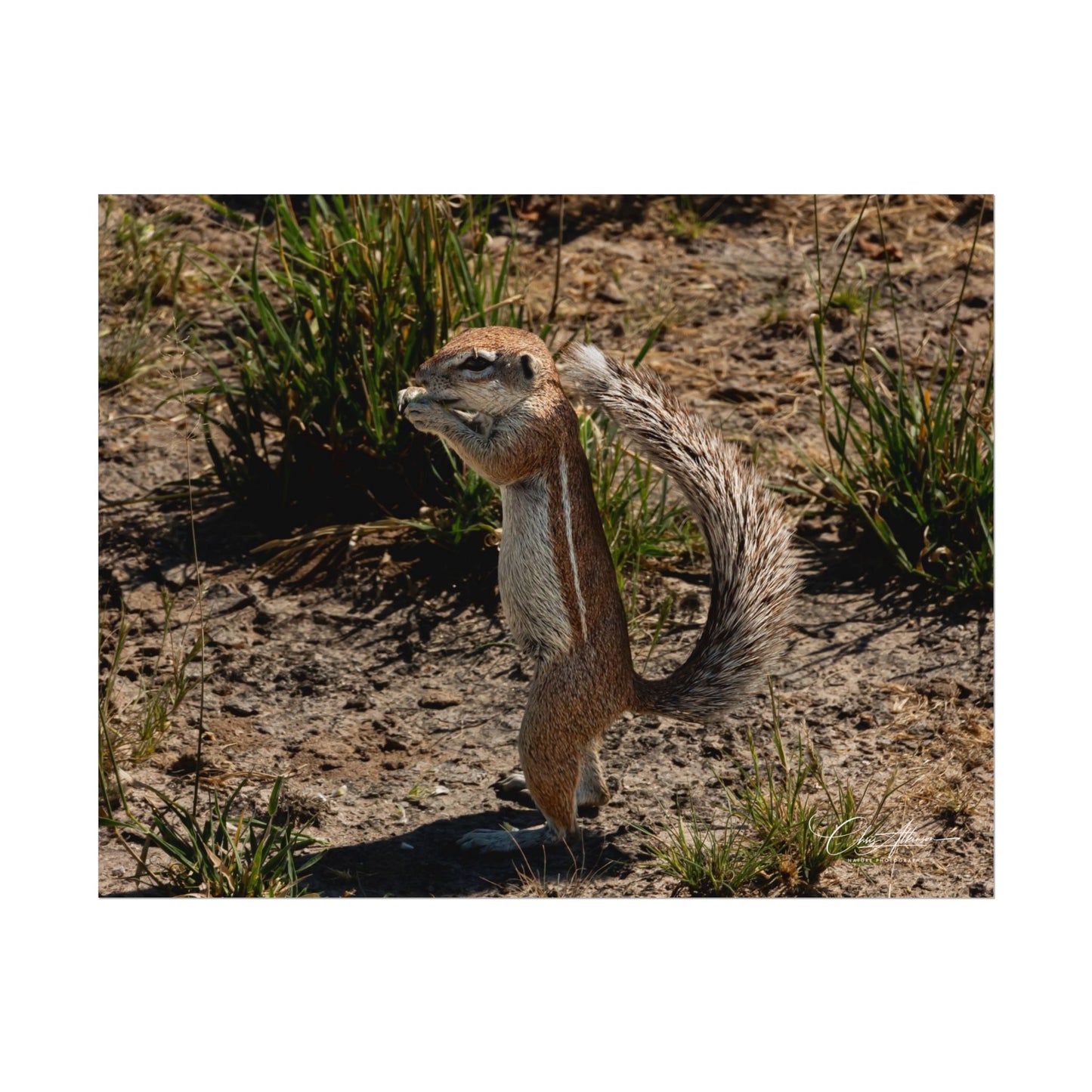 Rolled Posters - Ground Squirrel