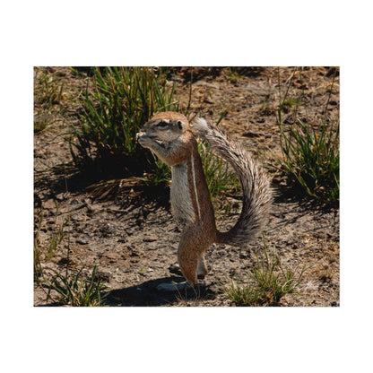 Rolled Posters - Ground Squirrel