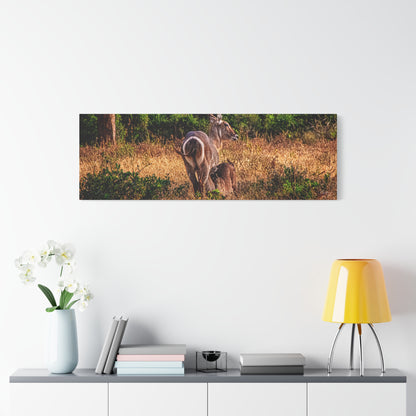 Waterbuck Nature Prints Matte Canvas