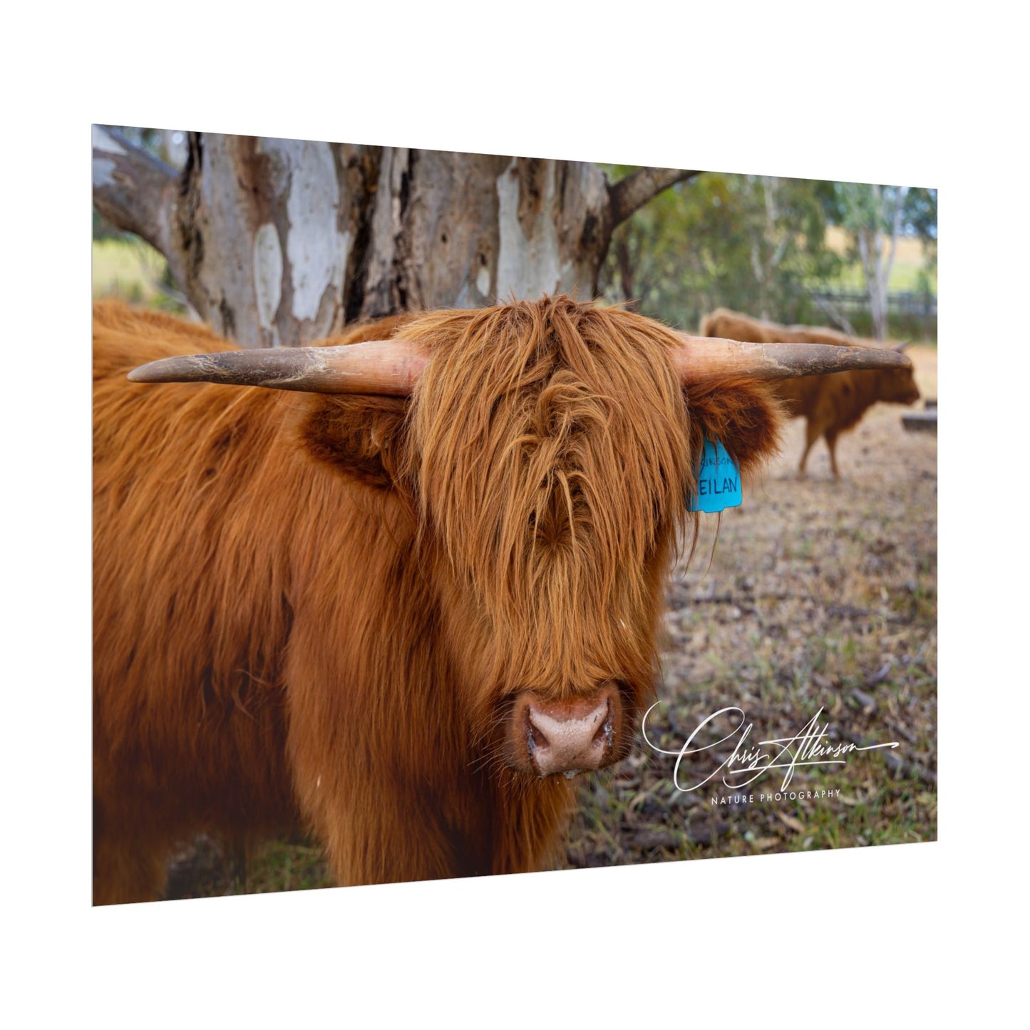 Rolled Posters - Scottish Highland Cattle