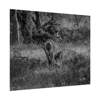 Waterbuck Baby Animal Posters B&W