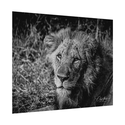 Rolled Posters - Old Lion B&W