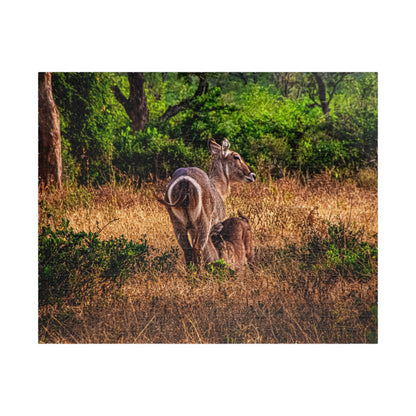 Waterbuck Photo Jigsaw Puzzle