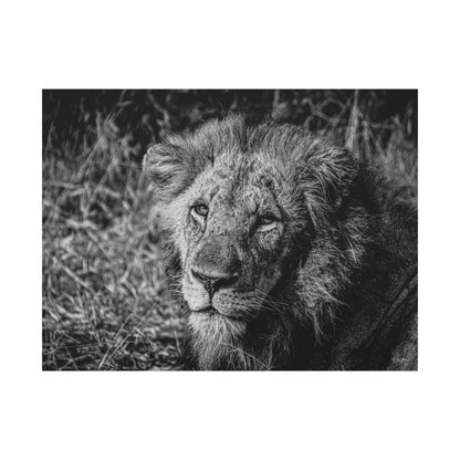 Old Lion Canvas Print B&W 48" x 36" (Horizontal) 1.25"